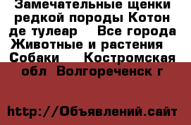 Замечательные щенки редкой породы Котон де тулеар  - Все города Животные и растения » Собаки   . Костромская обл.,Волгореченск г.